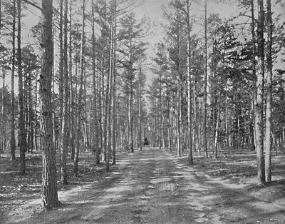 Drive in Piney Woods Park, Lakewood, New Jersey, c1897 by Unbekannt
