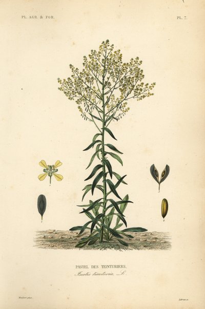 Dyer