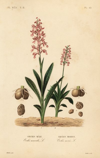 Early purple orchid and green-winged orchid by Unbekannt