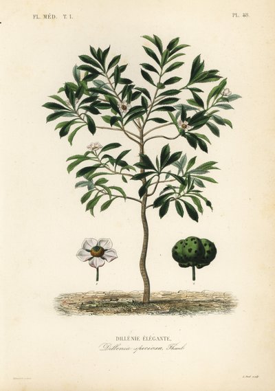 Elephant apple or chulta, Dillenia indica, Dillenia speciosa by Unbekannt