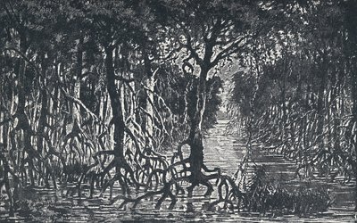 Equatorial African Forest, 1924 by Unbekannt