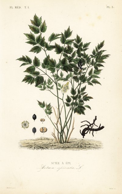 Eurasian baneberry or herb Christopher by Unbekannt