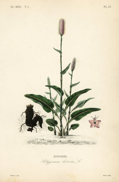 European bistort or snakeroot, Persicaria bistorta by Unbekannt