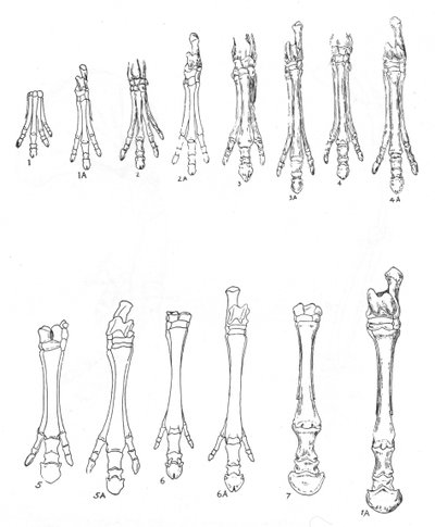 Evolution of the Horse by Unbekannt