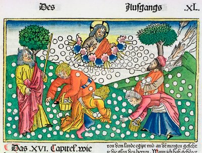 Exodus 16:13-22: God Provides Quail and Manna to the Israelites by Unbekannt