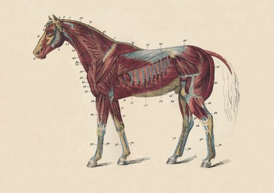 External Muscles and Tendons of the Horse