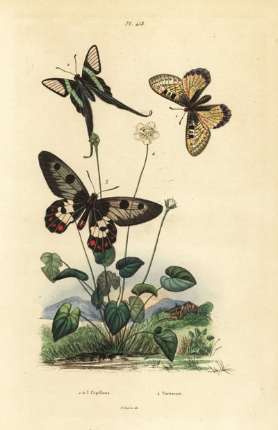 False Apollo, White Dragontail, and Clearwing Swallowtail, Grass of Parnassus by Unbekannt