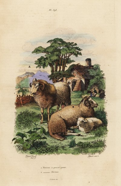 Fat-tailed sheep, Ovis aries, and Merino sheep, Ovis aries by Unbekannt