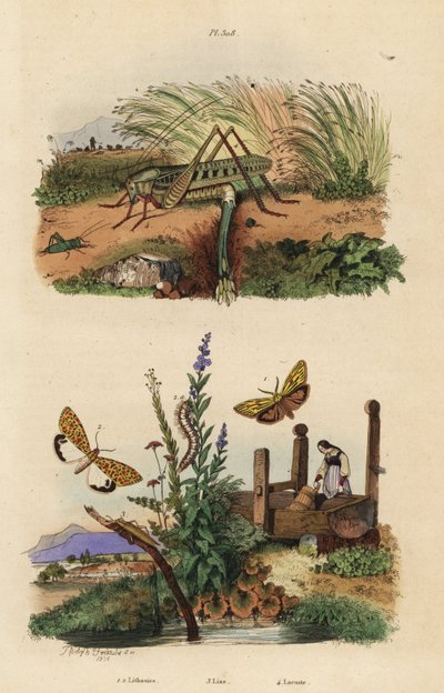 Female wart biter locust laying eggs, Decticus verrucivorus, feathered footman, Spiris striata, and crimson-speckled flunkey, Utetheisa pulchella, and Lixus paraplecticus beetle by Unbekannt