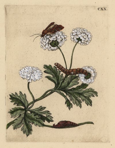 Feverfew, Tanacetum parthenium, with moth, caterpillar and pupa by Unbekannt