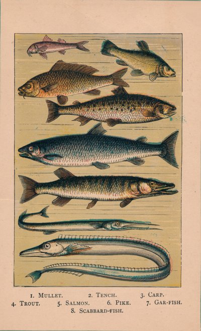 Fish, 1907 by Unbekannt