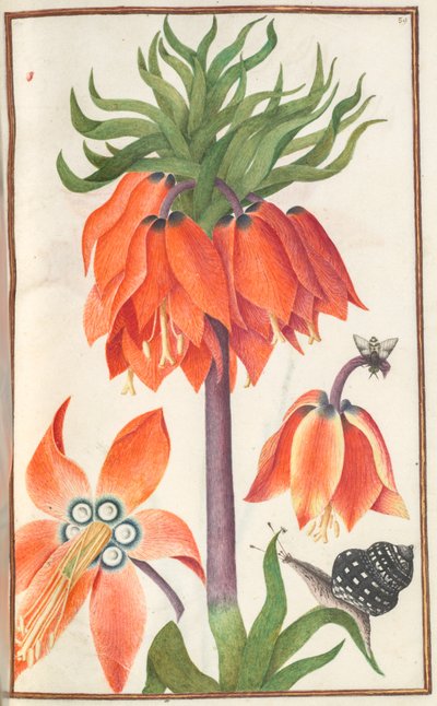 Florilegium: Page 19 Recto Orange Fritillaria Imperialis Crown Imperial by Unbekannt