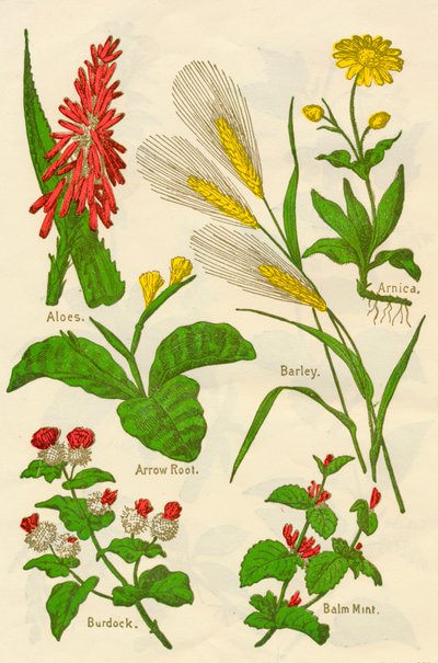 Flowers: Aloes, Arnica, Arrow Root, Barley, Balm Mint, Burdock, c1940 by Unbekannt