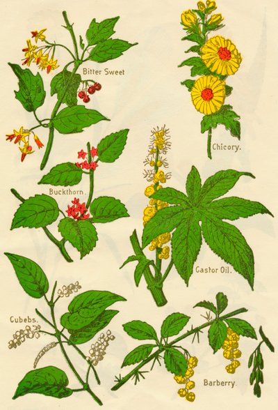 Flowers: Bitter Sweet, Buckthorn, Cubebs, Chicory, Castor Oil, Barberry by Unbekannt