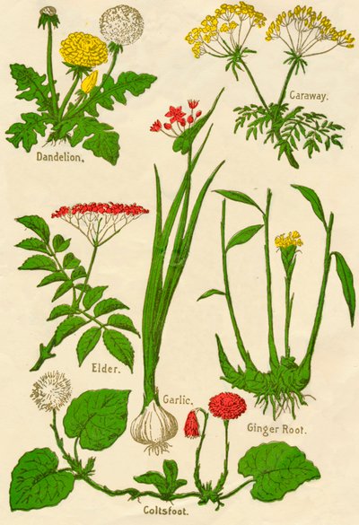 Flowers: Dandelion, Caraway, Elder, Garlic, Coltsfoot, Ginger Root by Unbekannt