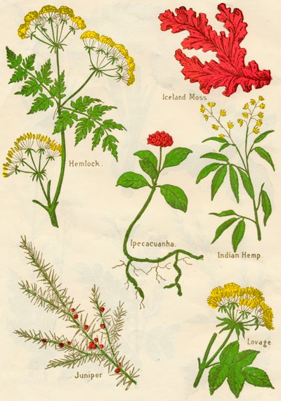 Flowers: Hemlock, Iceland Moss, Ipecacuanha, Indian Hemp, Juniper, Lovage by Unbekannt