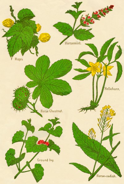 Flowers: Hops, Horsemint, Horse Chestnut, Hellebore, Ground Ivy, Horse-radish by Unbekannt