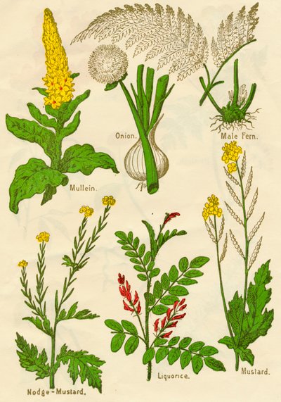 Flowers: Mullein, Onion, Male Fern, Hedge-Mustard, Liquorice, Mustard by Unbekannt