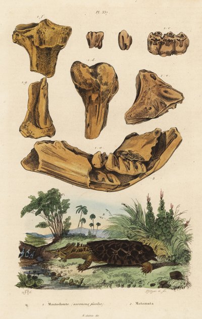 Fossil bones of an extinct American mastodon, Mammut americanum, and mata mata, Chelus fimbriata by Unbekannt