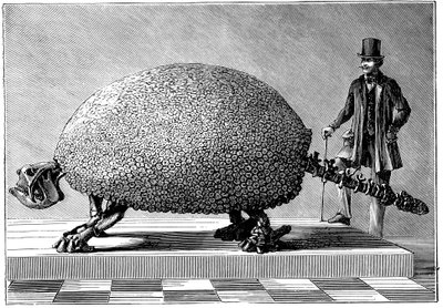 Fossil of a Giant Armadillo from South America by Unbekannt