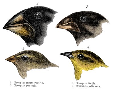 Four of the species of finch observed by Darwin on the Galapagos Islands by Unbekannt