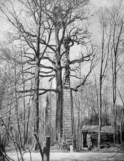 French Observation Post in a Tree, France, World War I, 1915 by Unbekannt