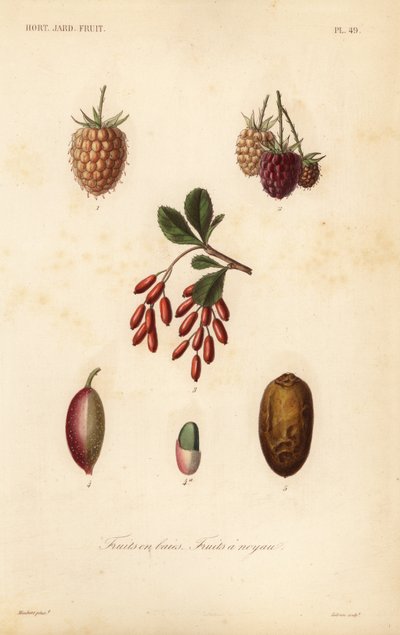 Fruits, nuts and berries by Unbekannt