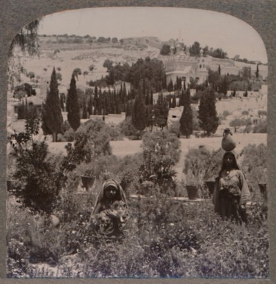 Garden of Gethsemane and Mount of Olives from Greek Gardens, c1900 by Unbekannt