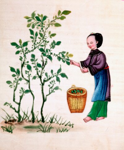 Gathering Mulberry Leaves to Feed Silkworms by Unbekannt