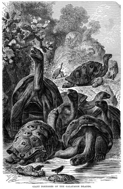 Giant Tortoises of the Galapagos Islands Observed by Darwin by Unbekannt