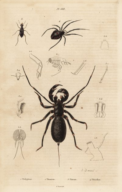 Giant whip scorpion, Mastigoproctus giganteus, beetle, Theratus species, and cobweb spider, Theridion species by Unbekannt