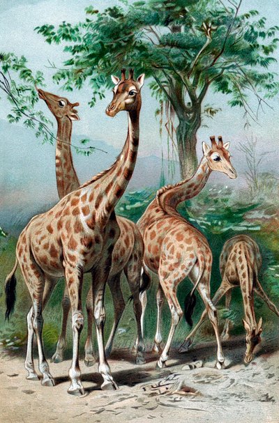 Giraffes Browsing by Unbekannt