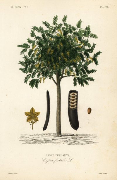 Golden rain tree, Cassia fistula by Unbekannt