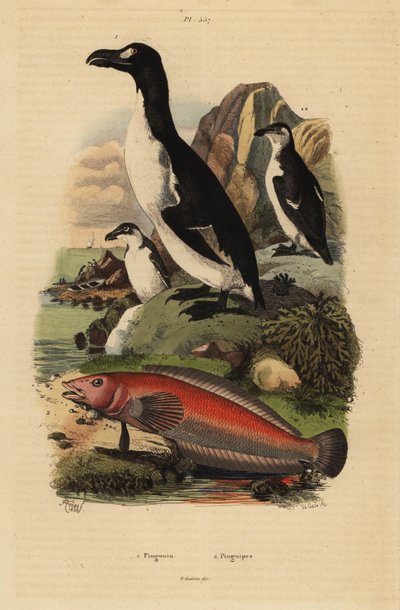 Great auk, Pinguinus impennis, extinct, and Brazilian sandperch, Pinguipes brasilianus by Unbekannt