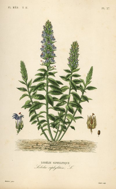 Great blue lobelia by Unbekannt