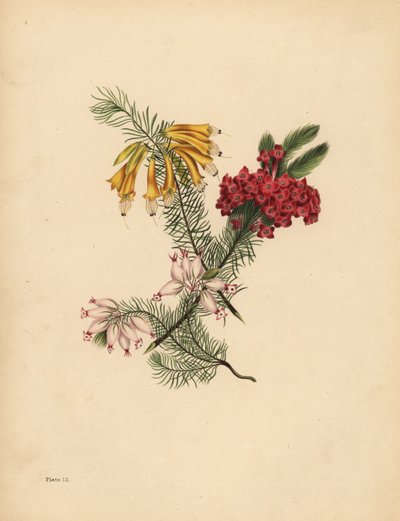 Great Flowered Heath, Bright Red Heath, Porcelain Heath, Solitude by Unbekannt