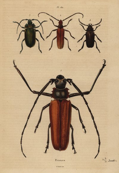 Great Long-horn Beetle, Aegosoma Scabricorne, Pyrodes Nitidus and Prionus Desmaretii by Unbekannt