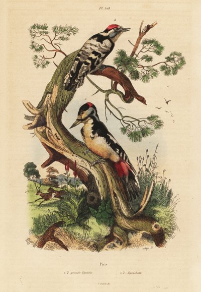 Great Spotted Woodpecker and Lesser Spotted Woodpecker by Unbekannt