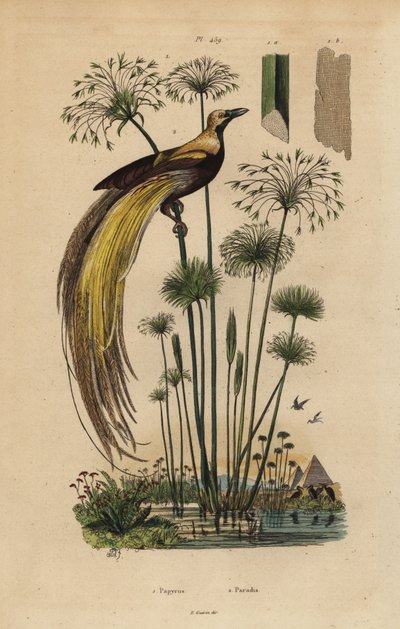 Greater Bird-of-paradise and Papyrus Grass by Unbekannt