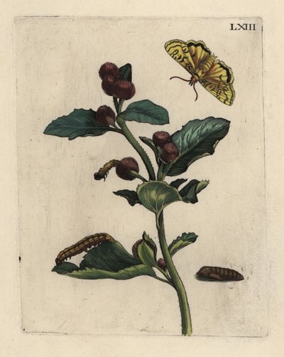 Greater burdock with moth, caterpillar and pupa by Unbekannt