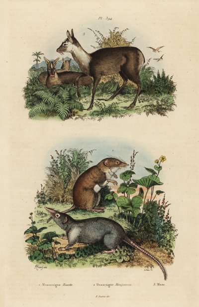 Greater white-toothed shrew, Crocidura russula, grey musk shrew, Suncus murinus and dusky musk deer, Moschus fuscus, endangered by Unbekannt