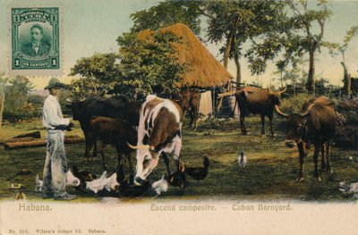Habana. Escena Campestre - Cuban Barnyard by Unbekannt