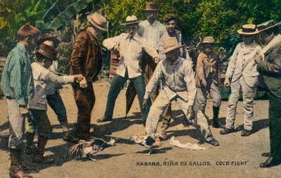 Habana. Cock-fight by Unbekannt