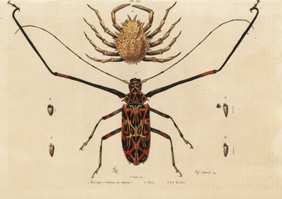 Harlequin beetle and European spider crab by Unbekannt