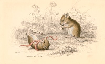 Harvest Mouse Micromys minutus of the Old World by Unbekannt