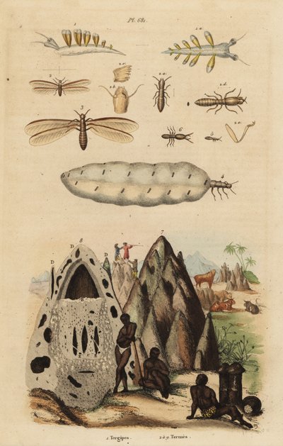 Harvester Termite and Mounds, and Sea Slug by Unbekannt