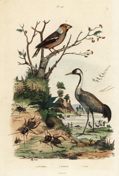 Hawfinch, Coccothraustes coccothraustes, common crane, Grus grus, and crickets, Gryllus campestris by Unbekannt