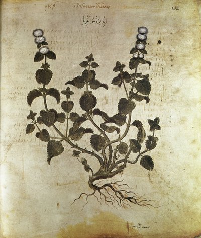 Herbals Peppermint, 6th century by Unbekannt