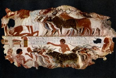 Herds of cattle from the time of the 18th Dynasty, Egypt by Unbekannt