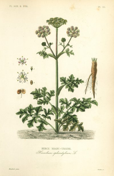 Hogweed or Cow Parsnip by Unbekannt